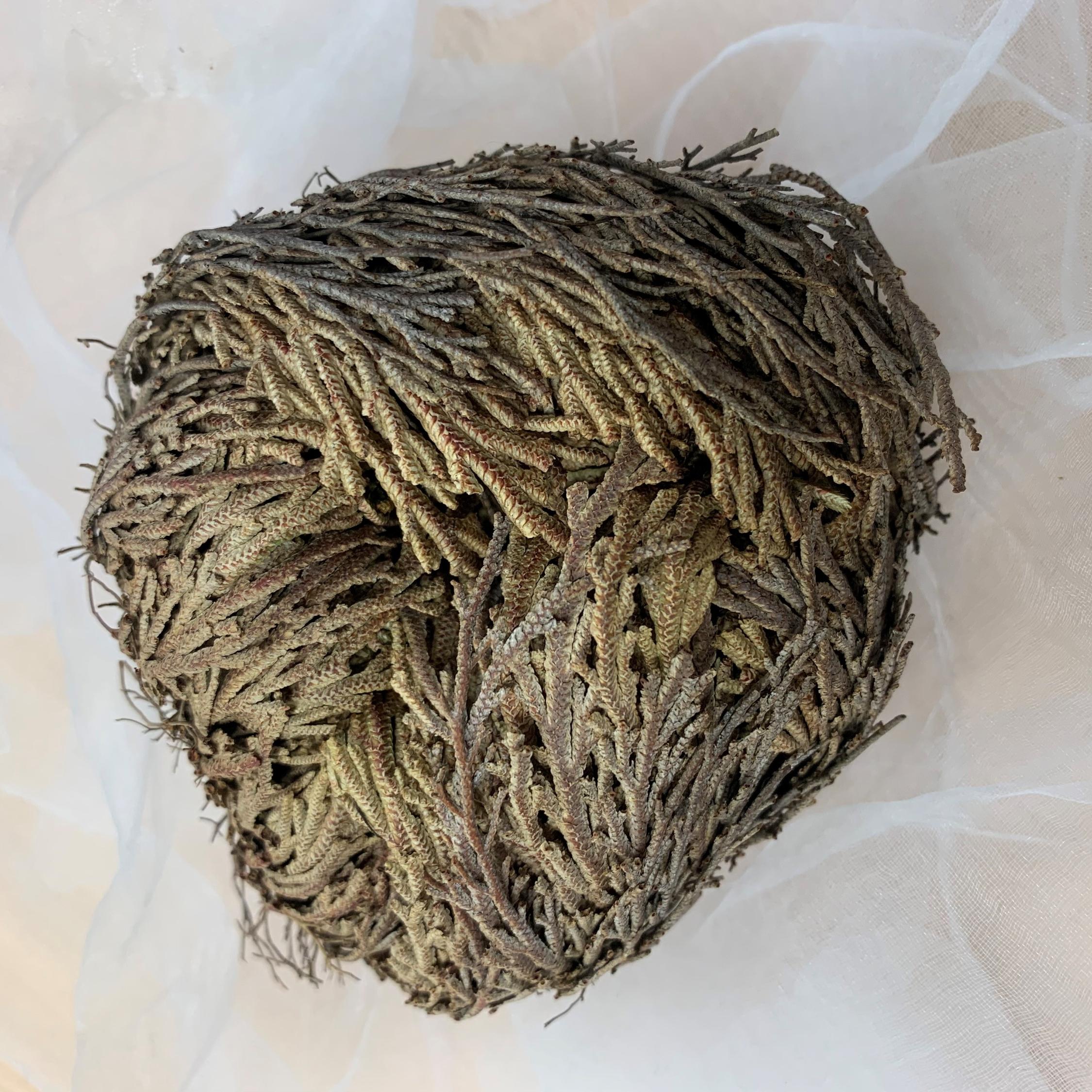 Rose von Jericho